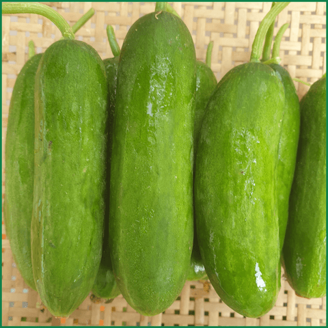 Dưa leo baby