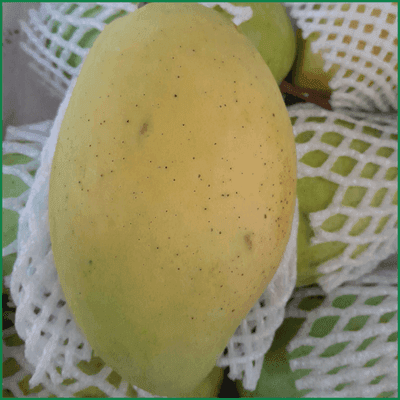 Xoài cát Hòa Lộc