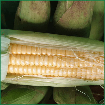 Bắp trái nguyên vỏ