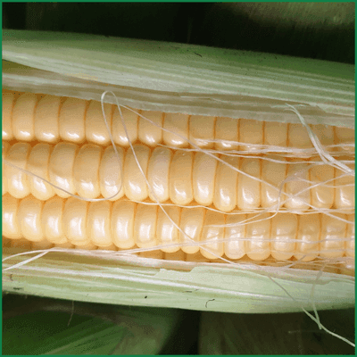 Bắp trái nguyên vỏ - Ảnh 2